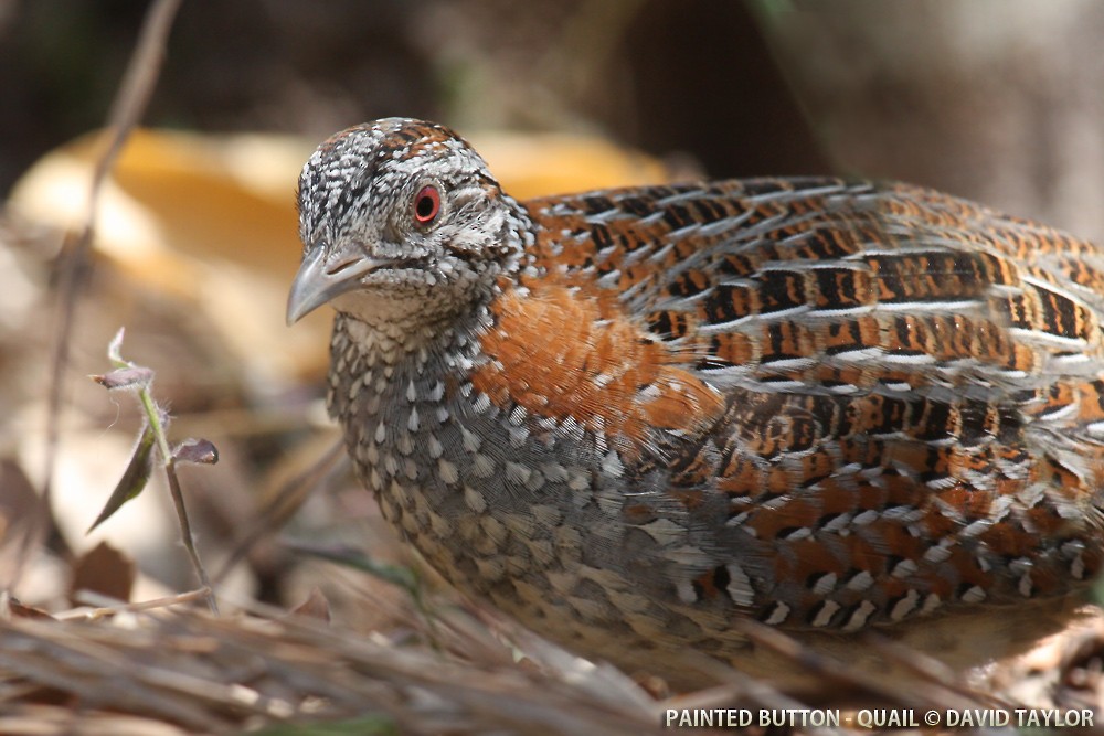 Painted Buttonquail - David taylor