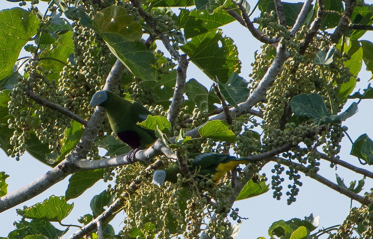 Gray-headed Fruit-Dove - ML70180561
