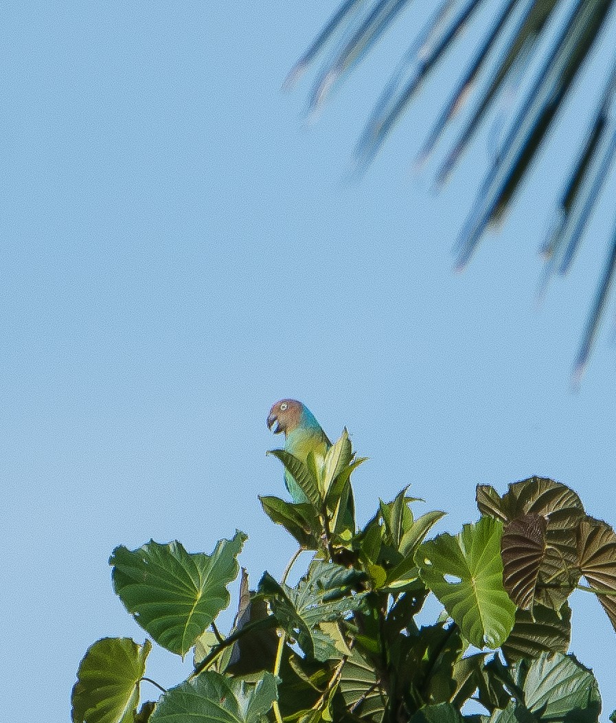 Red-cheeked Parrot - Bill Bacon