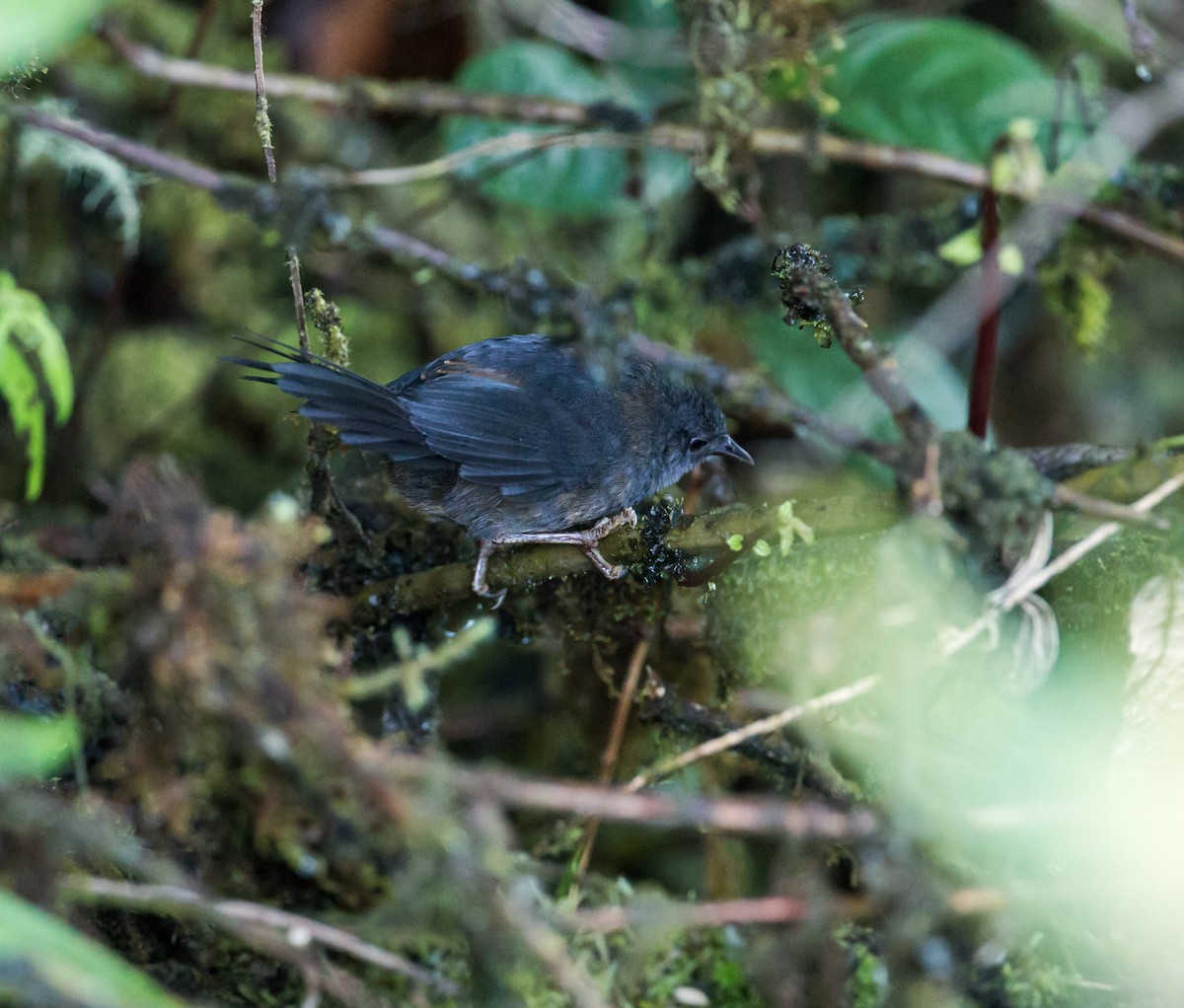 Ash-colored Tapaculo - ML70181181
