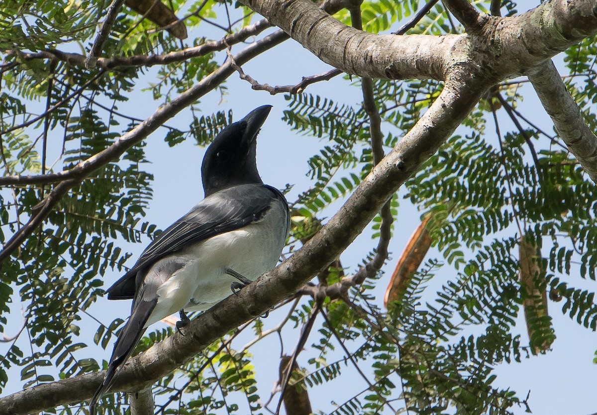 Moluccan Cuckooshrike - Coracina atriceps - Birds of the World