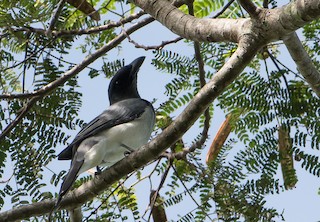  - Moluccan Cuckooshrike