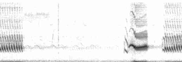 Пересмішник сивий [група gilvus] - ML70183