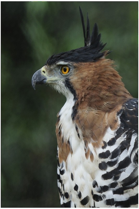 Ornate Hawk-Eagle - Patrick Ingremeau
