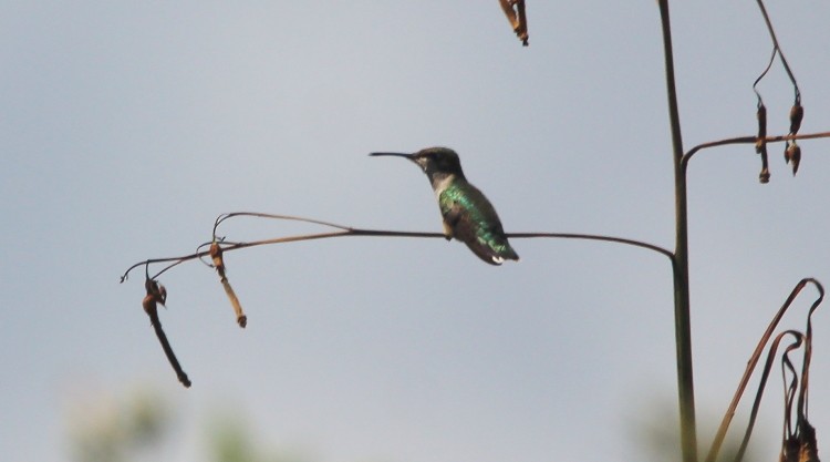Ruby-throated Hummingbird - Paul Lewis