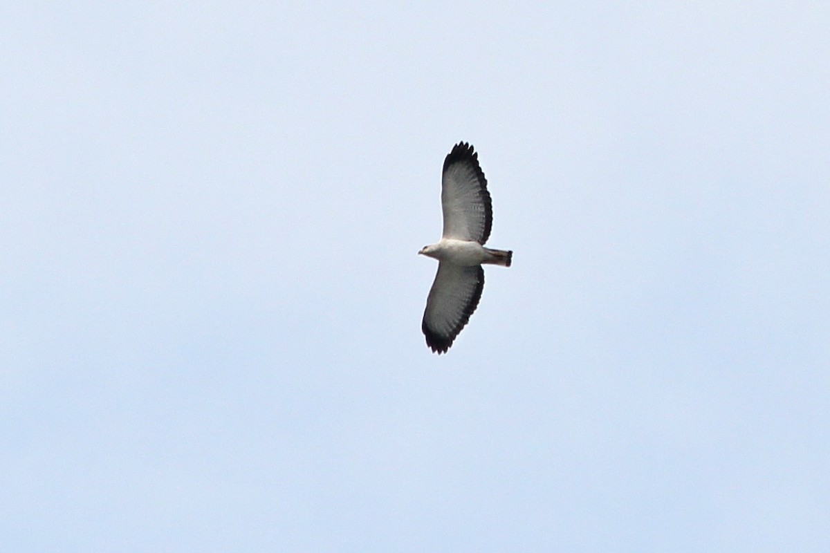 White-necked Hawk - ML70186241