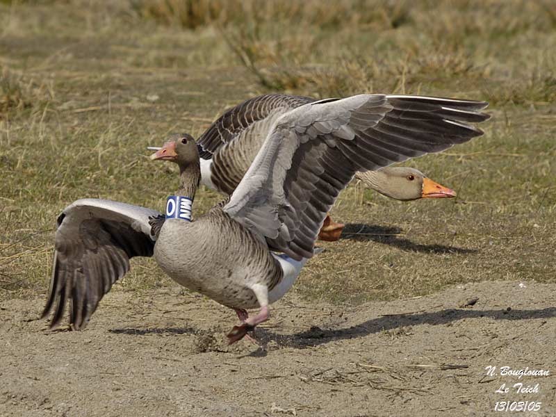 Graylag Goose (Siberian) - ML701869
