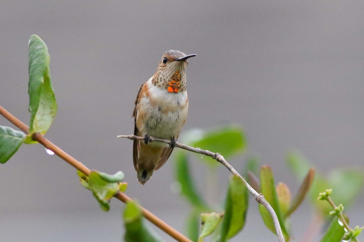 Allen's Hummingbird - ML70187071