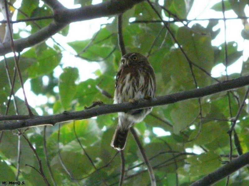 Ferruginous Pygmy-Owl (Ferruginous) - ML701876