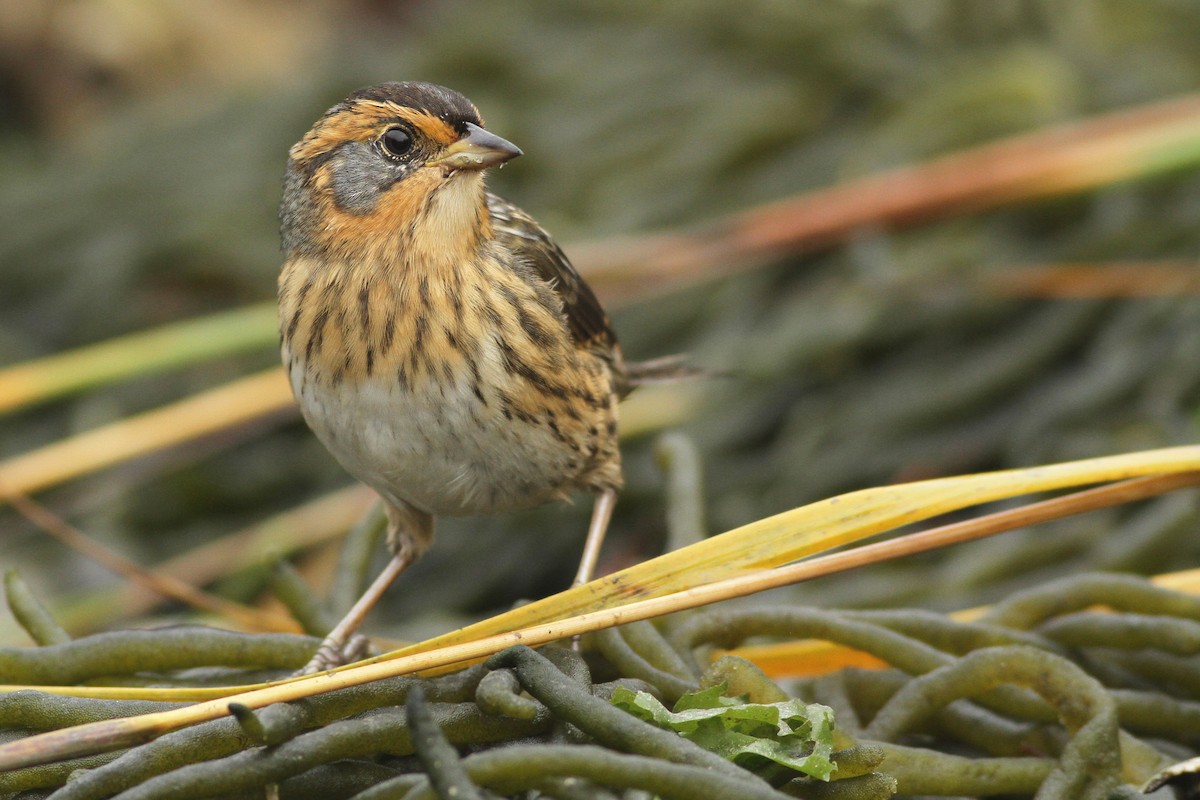 Saltmarsh Sparrow - Evan Lipton