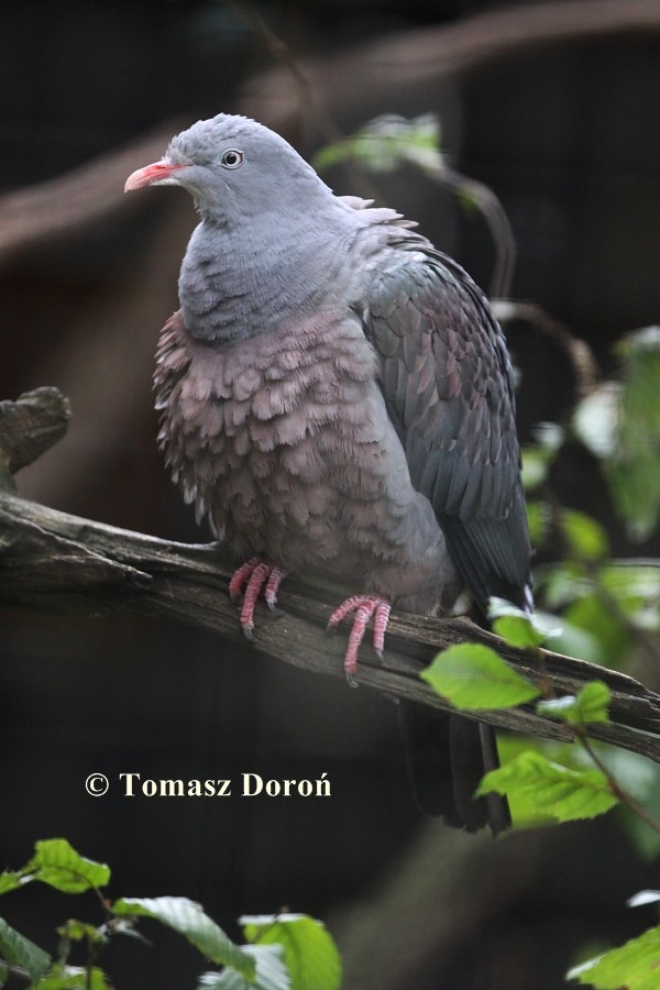 Spotted Imperial-Pigeon - Tomasz Doroń