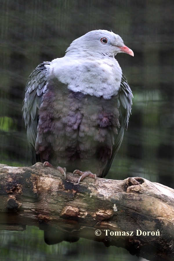 Spotted Imperial-Pigeon - Tomasz Doroń