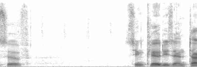 Cinclode fuligineux (antarcticus) - ML7019