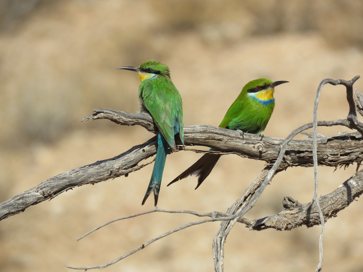 Swallow-tailed Bee-eater - Nicholas Fordyce - Birding Africa