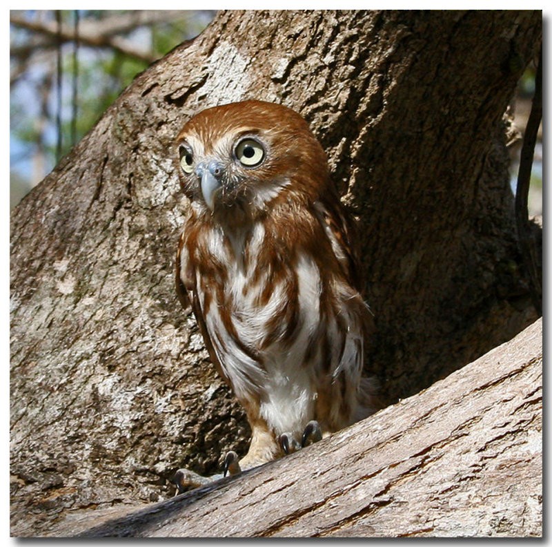 Ferruginous Pygmy-Owl (Ferruginous) - DANNIE POLLEY