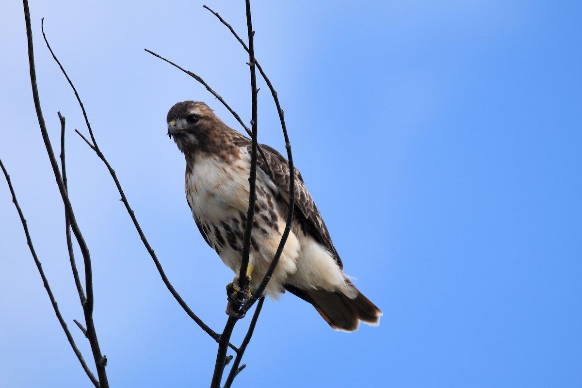 Red-tailed Hawk - Maurice Thibaudeau