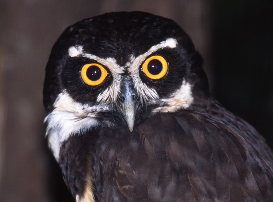 Spectacled Owl - raniero massoli novelli
