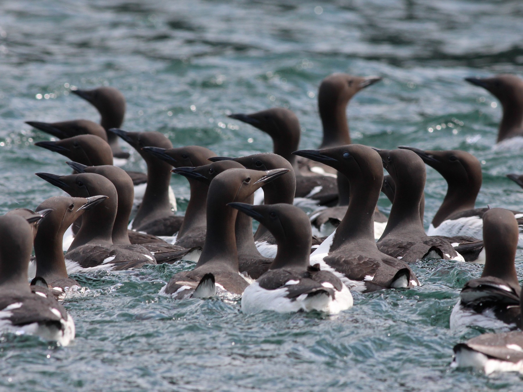 Common Murre - Shawn Billerman