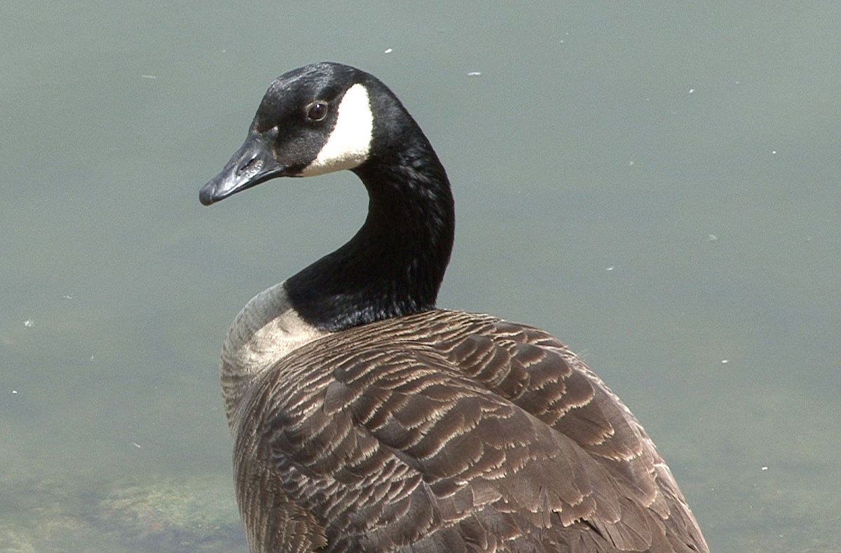 Canada Goose (occidentalis/fulva) - Josep del Hoyo