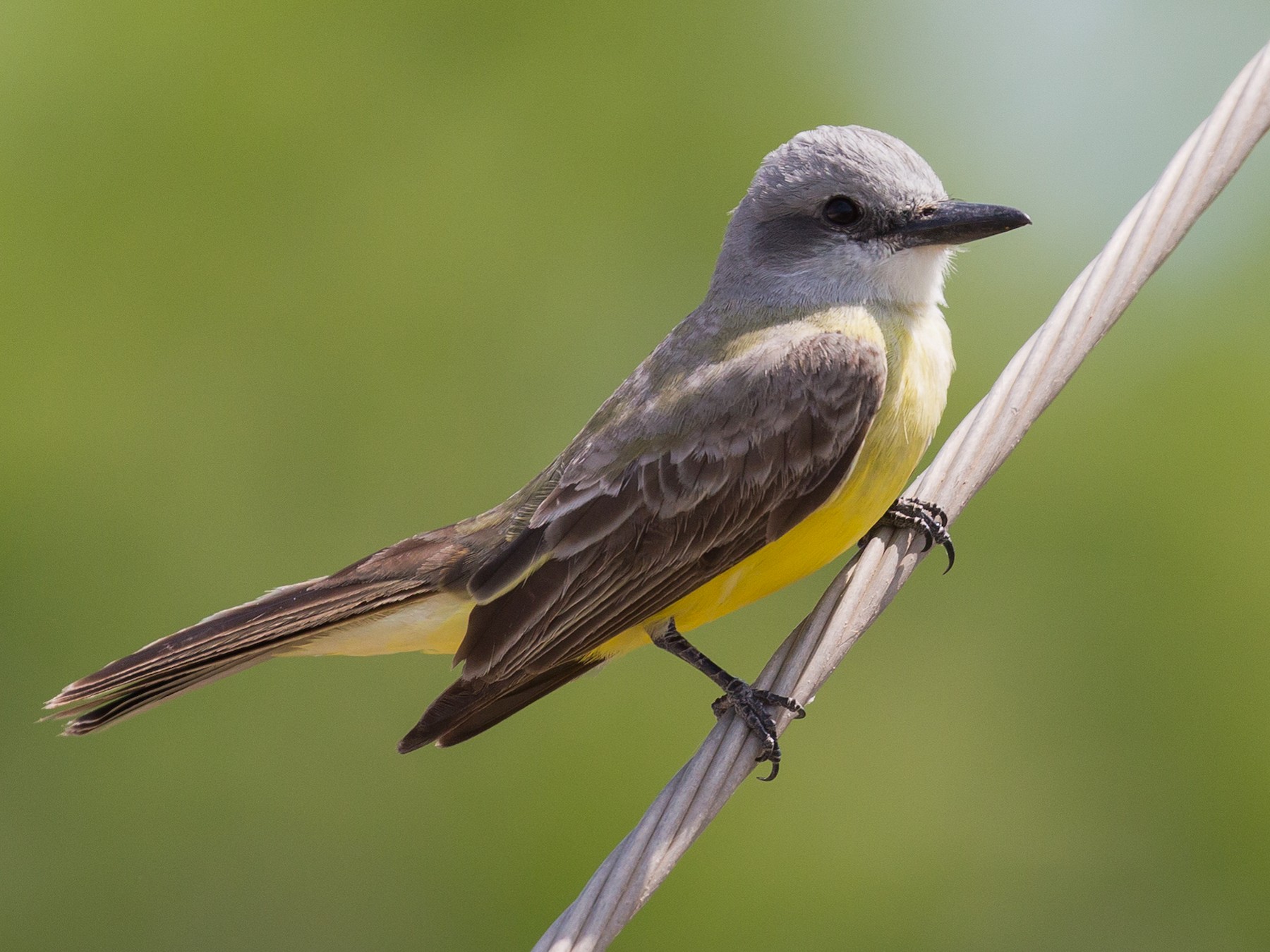 Couch's Kingbird - eBird