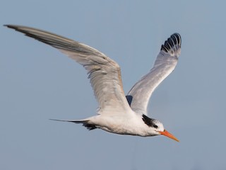  - Elegant Tern
