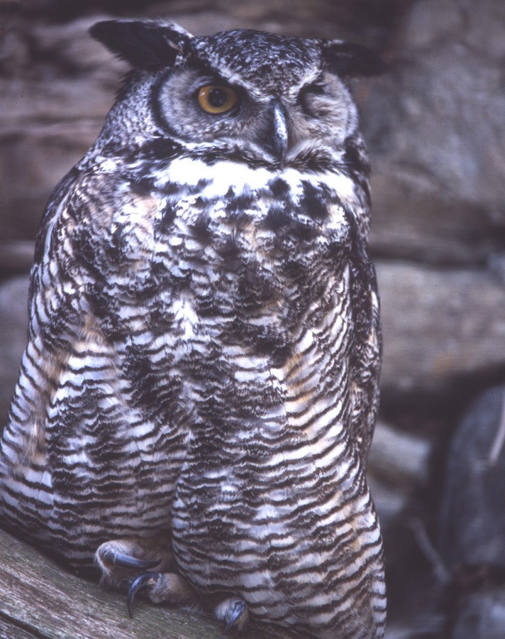Great Horned Owl - raniero massoli novelli