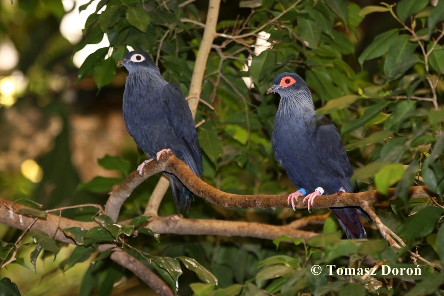 Madagascar Blue-Pigeon - Tomasz Doroń