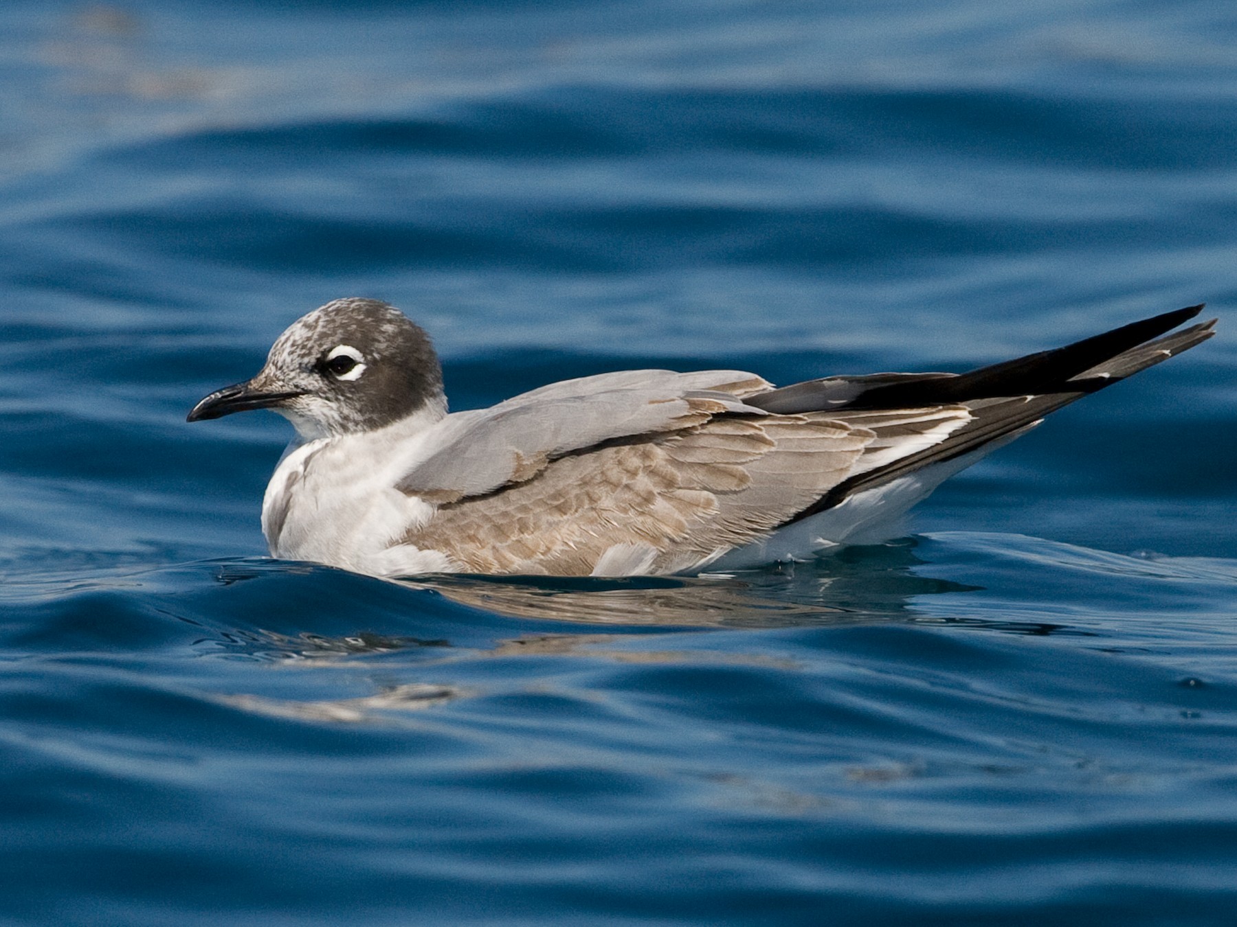 Franklin's Gull - Brian Sullivan