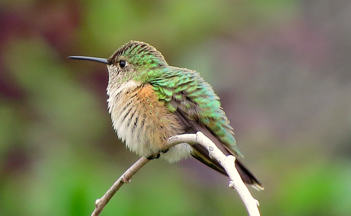 Broad-tailed Hummingbird - ML70199281