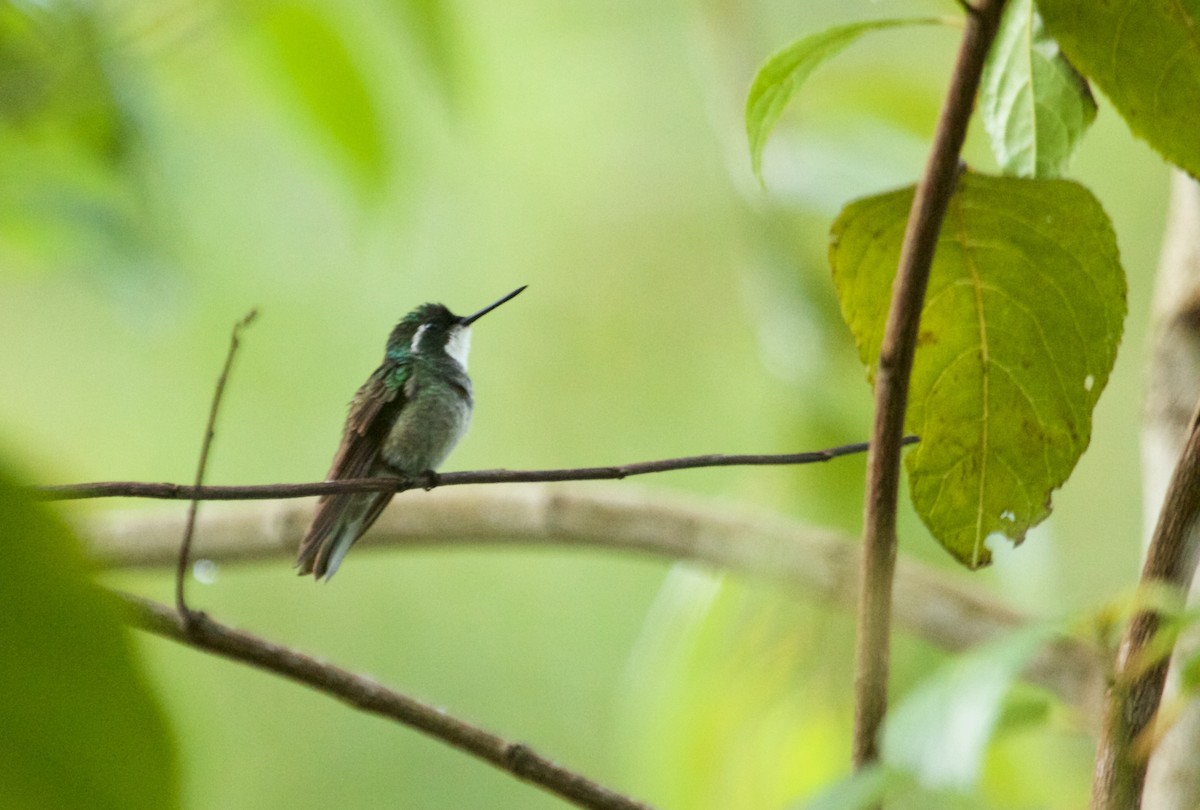 White-throated Mountain-gem (Gray-tailed) - ML70199691