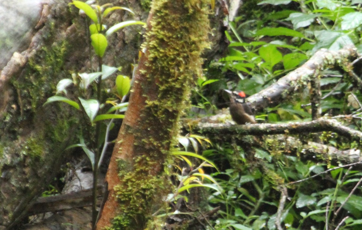Hairy Woodpecker (Costa Rican) - Will Sweet