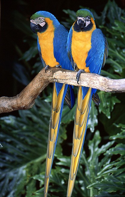 Blue-and-yellow Macaw - raniero massoli novelli