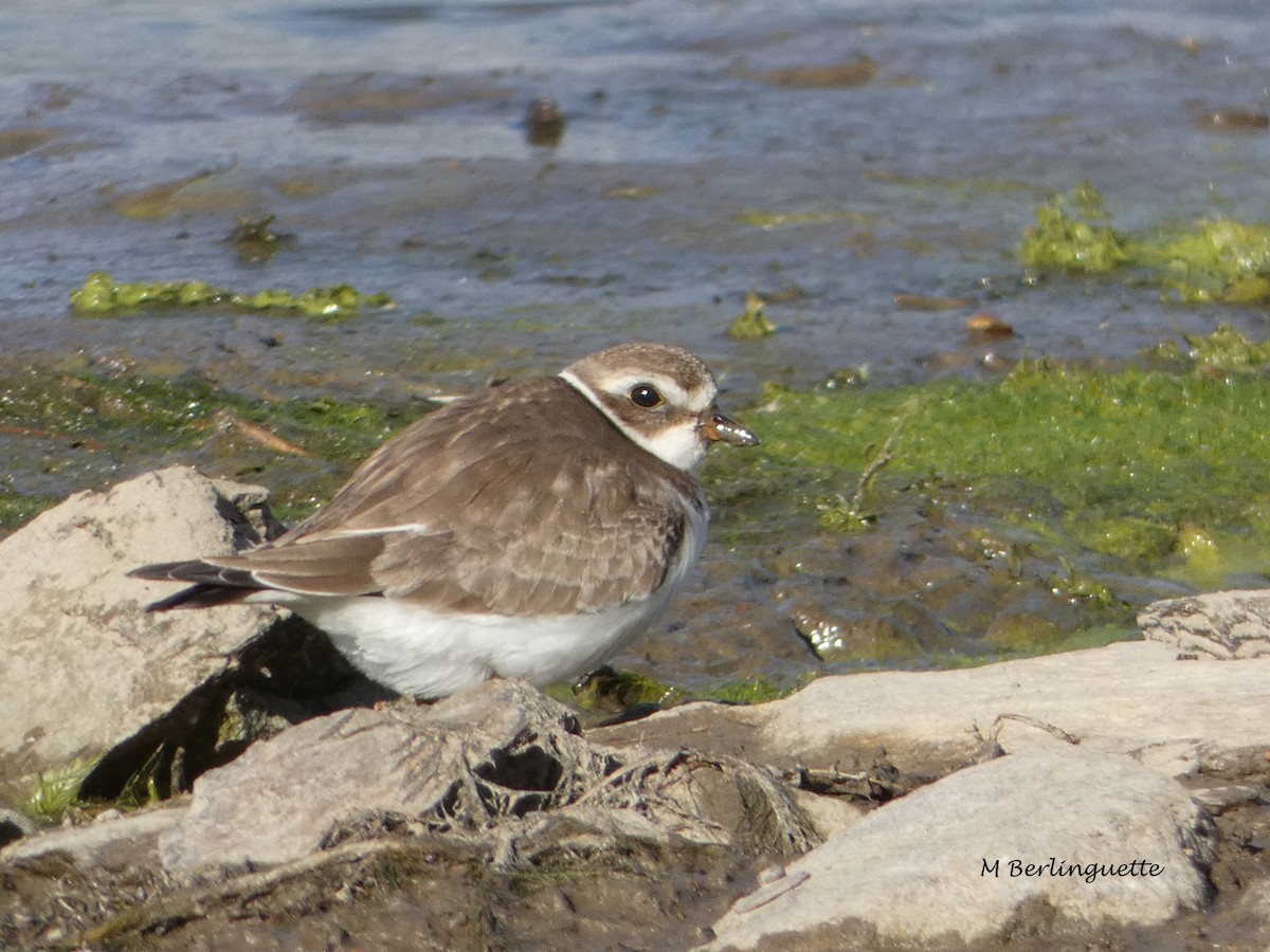 Semipalmated Plover - ML70203621