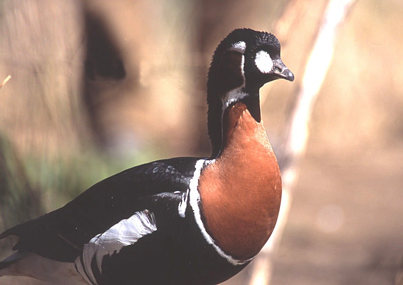 Red-breasted Goose - raniero massoli novelli