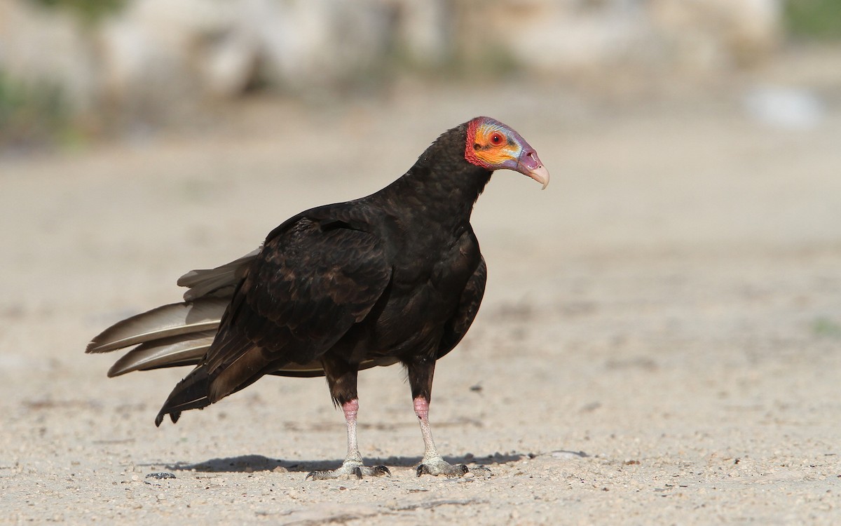 Lesser Yellow-headed Vulture - Christoph Moning