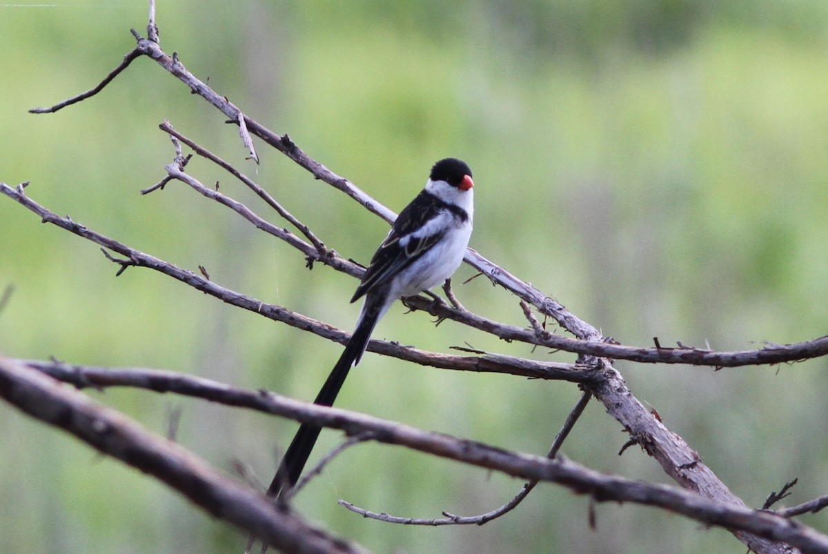 Pin-tailed Whydah - ML70205781