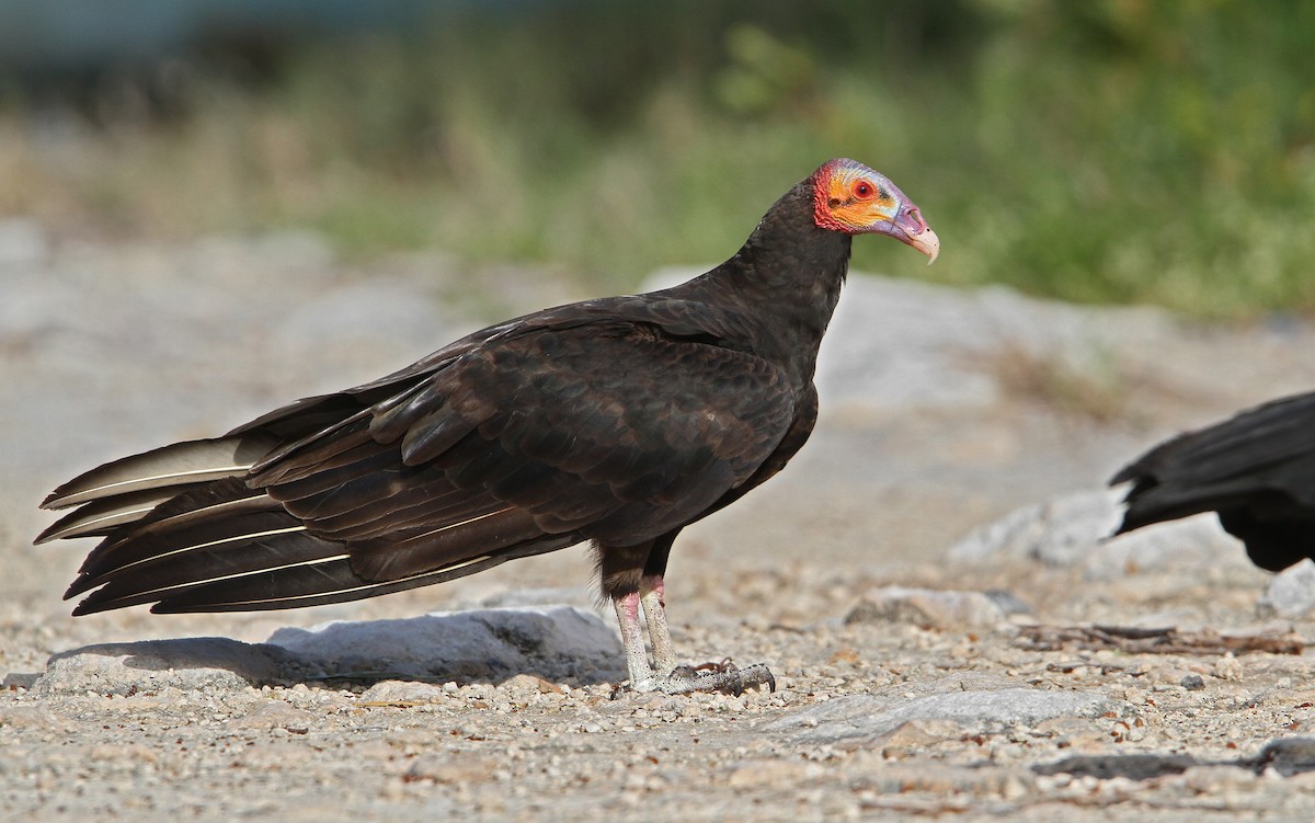 Lesser Yellow-headed Vulture - ML70206021
