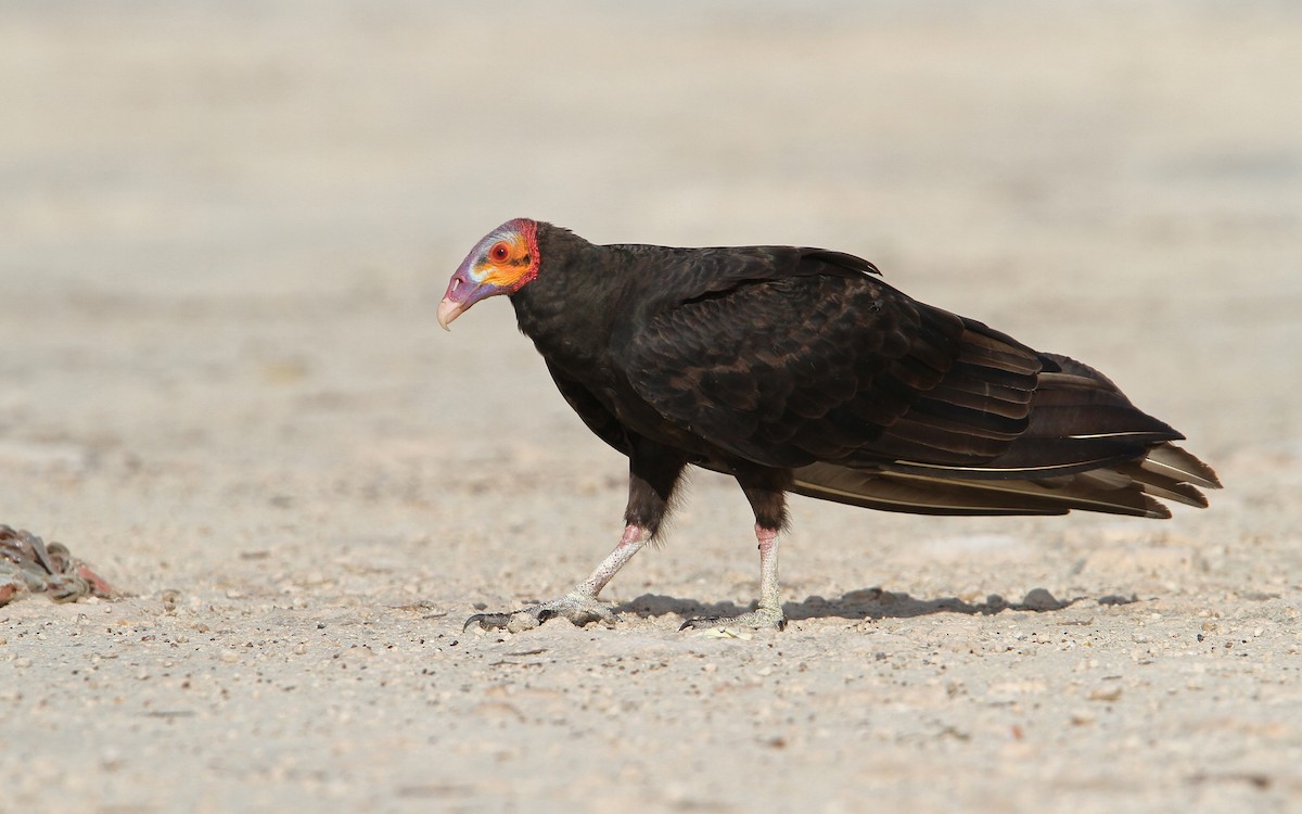 Lesser Yellow-headed Vulture - Christoph Moning