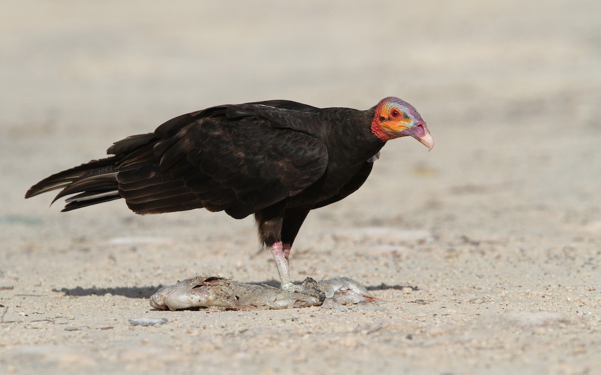 Lesser Yellow-headed Vulture - ML70206191