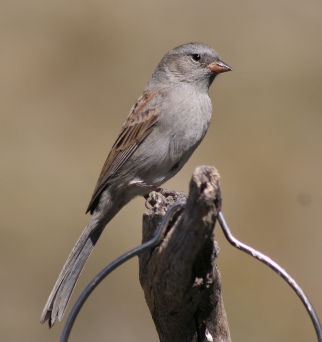 Black-chinned Sparrow - Paul Sellin