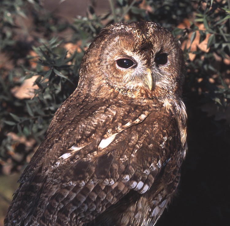 Tawny Owl - raniero massoli novelli