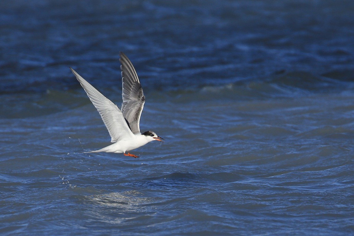 Common Tern - ML70209041