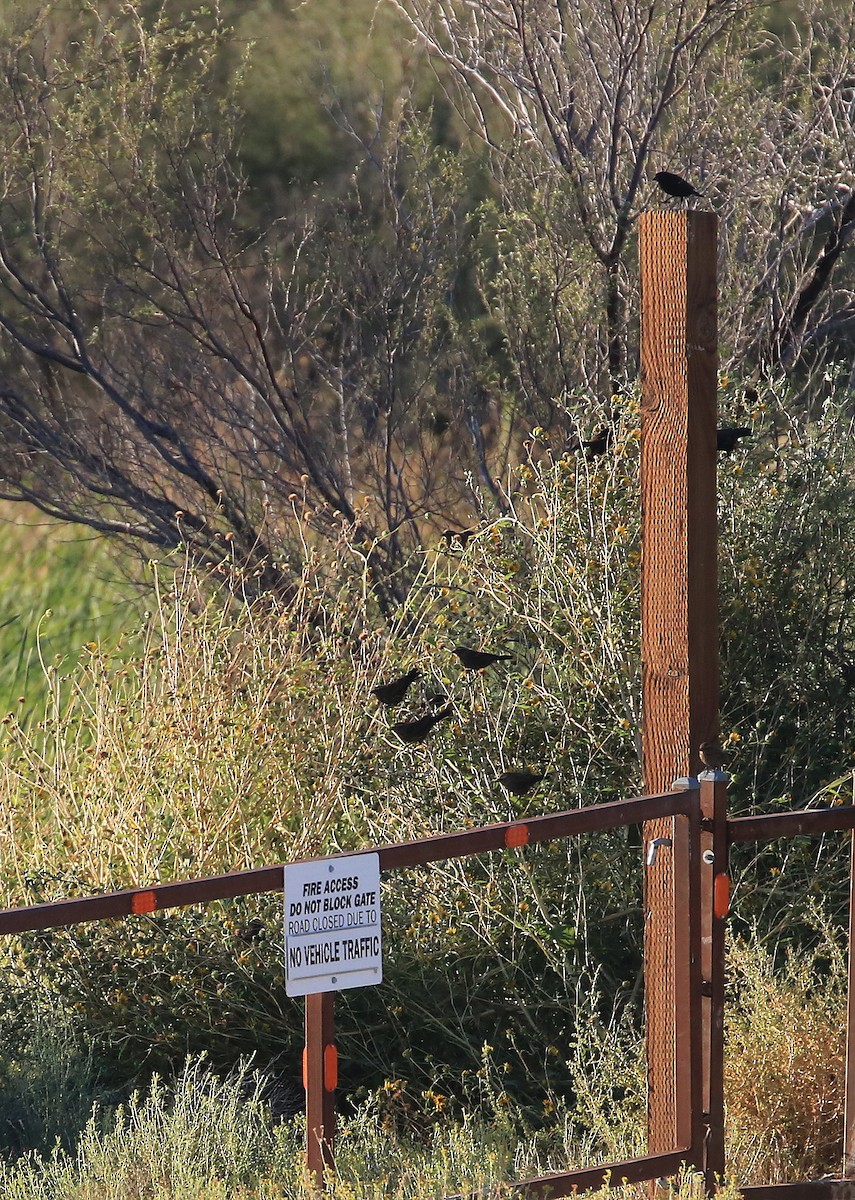 Red-winged Blackbird (Red-winged) - ML70209581