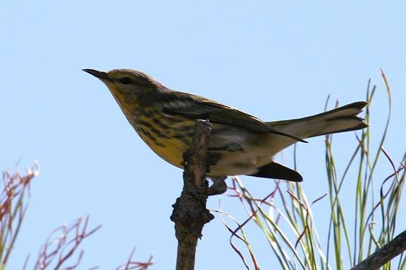 Cape May Warbler - ML70209641