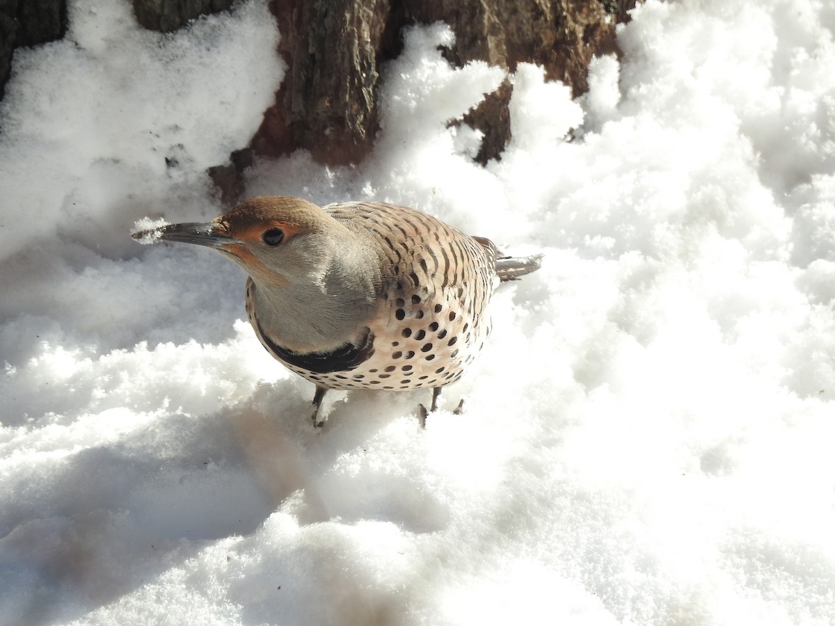 Northern Flicker (Red-shafted) - ML70209841