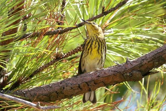 Cape May Warbler - ML70209981