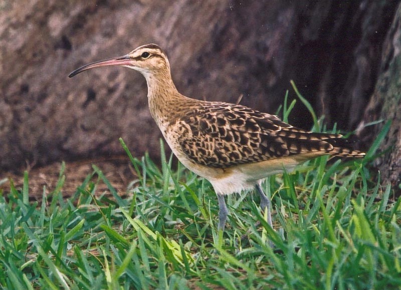 Bristle-thighed Curlew - Guy Dutson