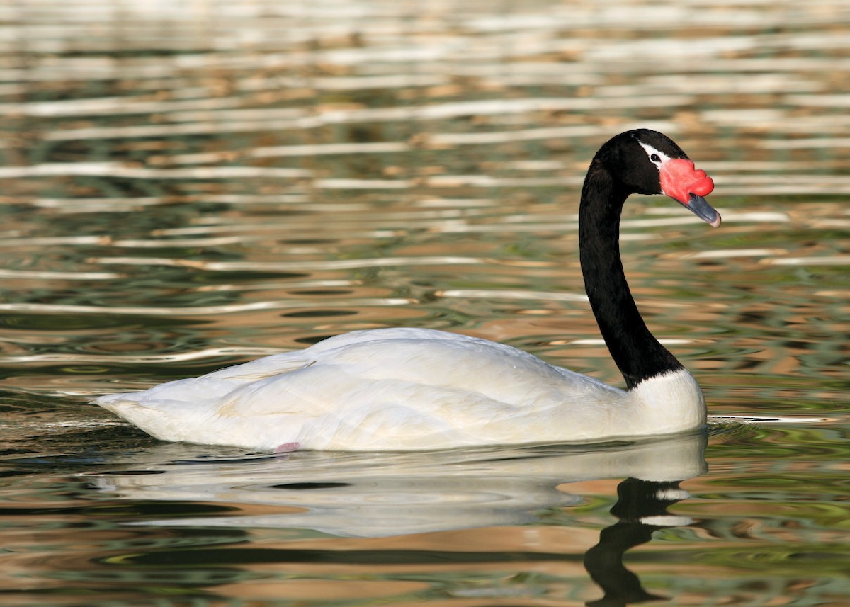 Black-necked Swan - Ian K Barker