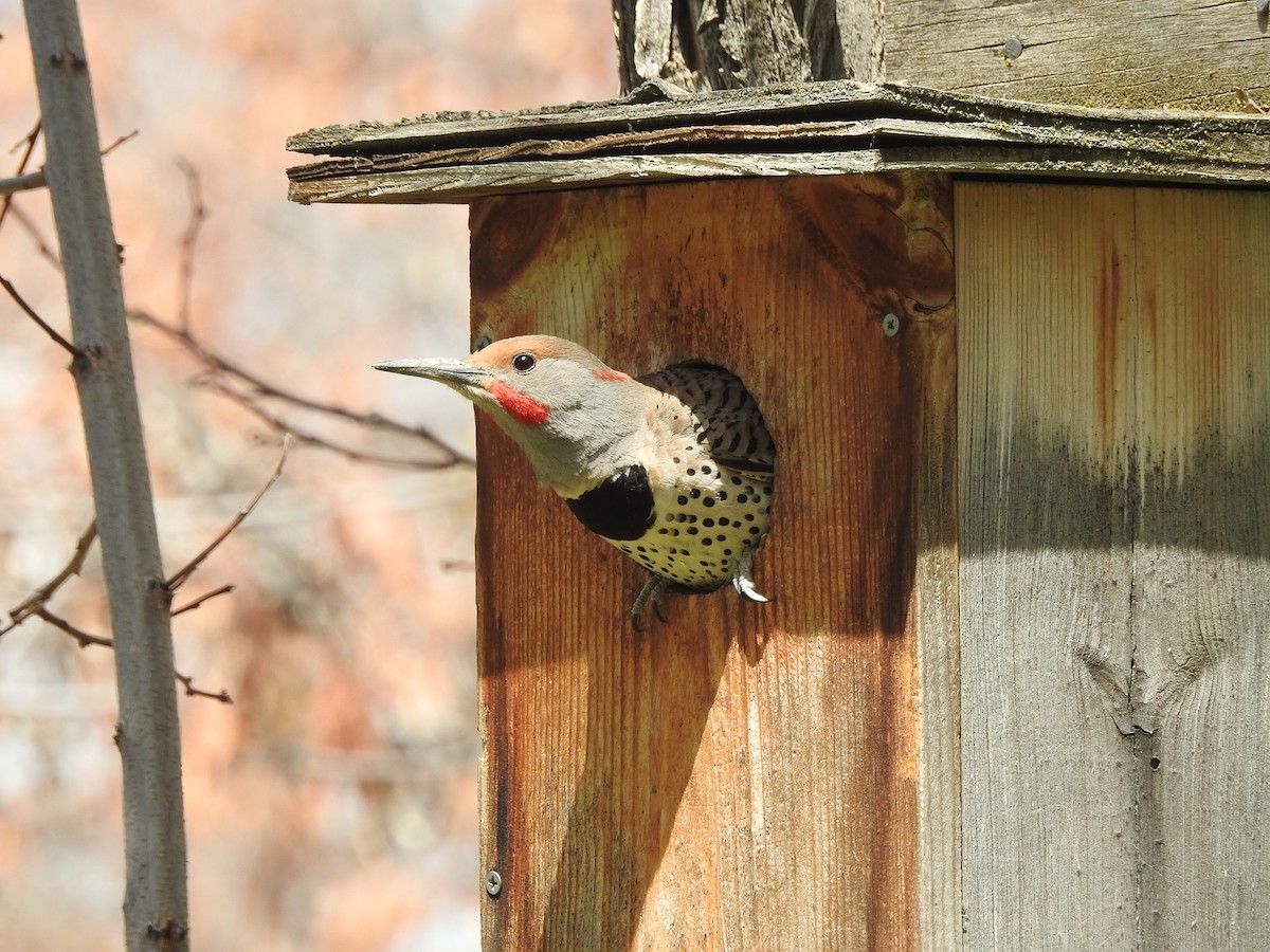 Northern Flicker (Red-shafted) - Mary Rumple
