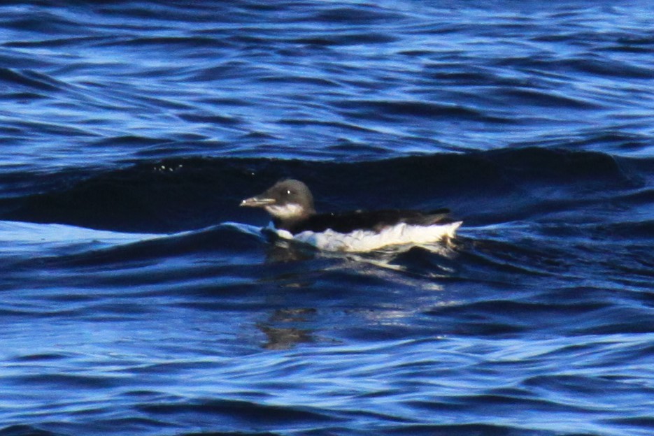 Thick-billed Murre - mario balitbit